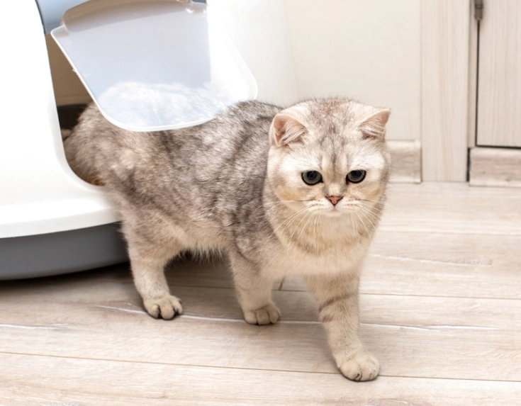 貓下泌尿道疾病費用