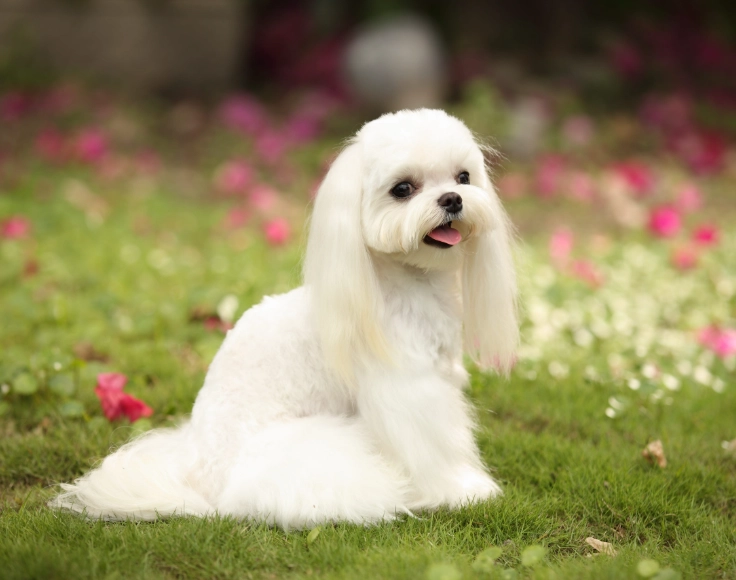 马尔济斯犬优缺点