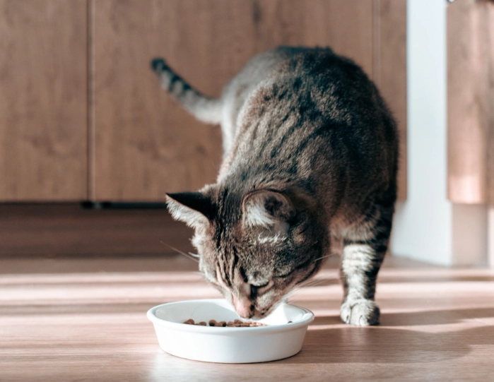 貓飼料成分分析 貓飼料成分分析