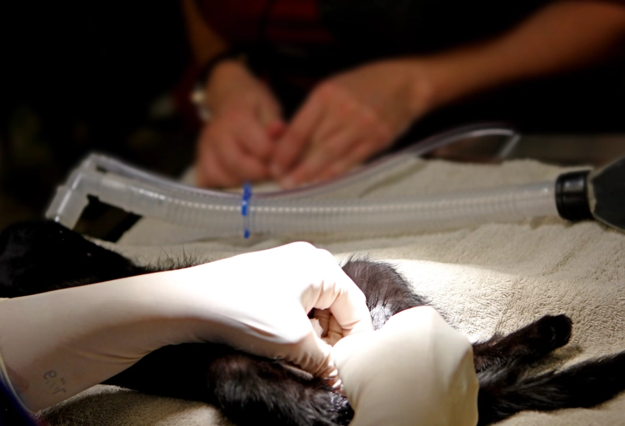 貓咪結紮心情不好