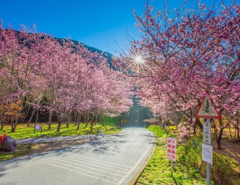 武陵農場櫻花 武陵農場櫻花