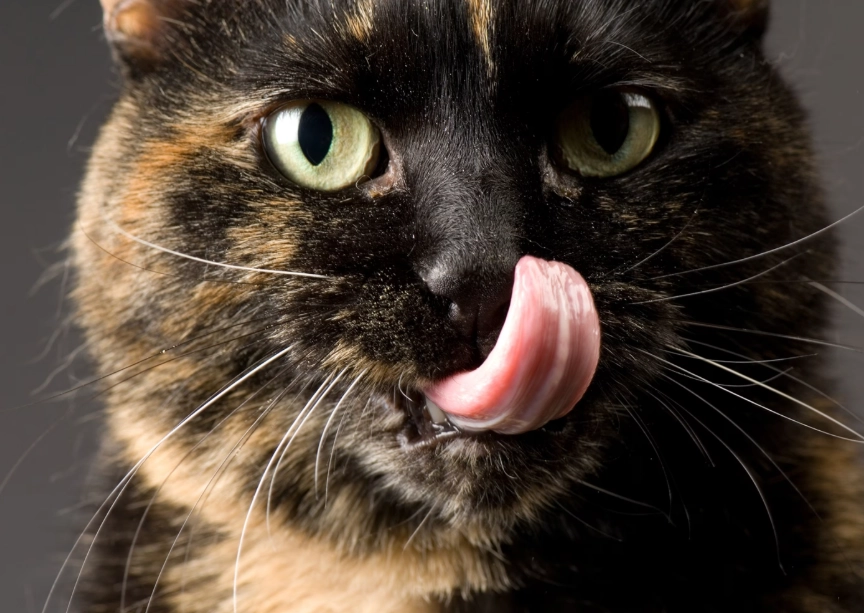 猫咪舌头收不回去？别慌！兽医教你判断5种原因与紧急处理