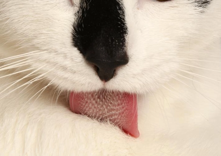 猫吐舌头睡觉 猫吐舌头睡觉