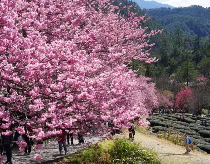 武陵農場賞櫻 武陵農場賞櫻