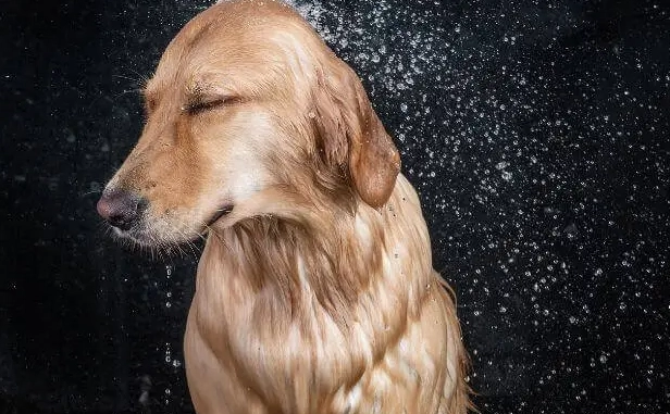 狗體溫過高 狗體溫過高