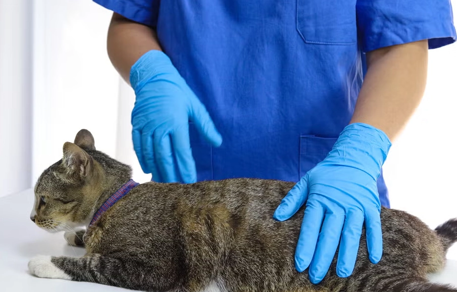 公貓結紮傷口護理 公貓結紮傷口護理