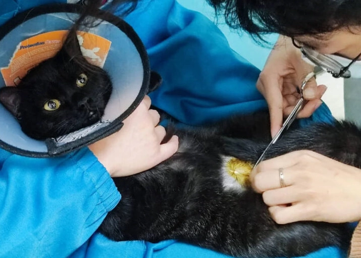 貓咪結紮後照顧 貓咪結紮後照顧