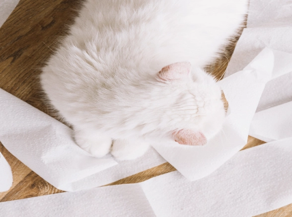 貓咪膀胱炎治療