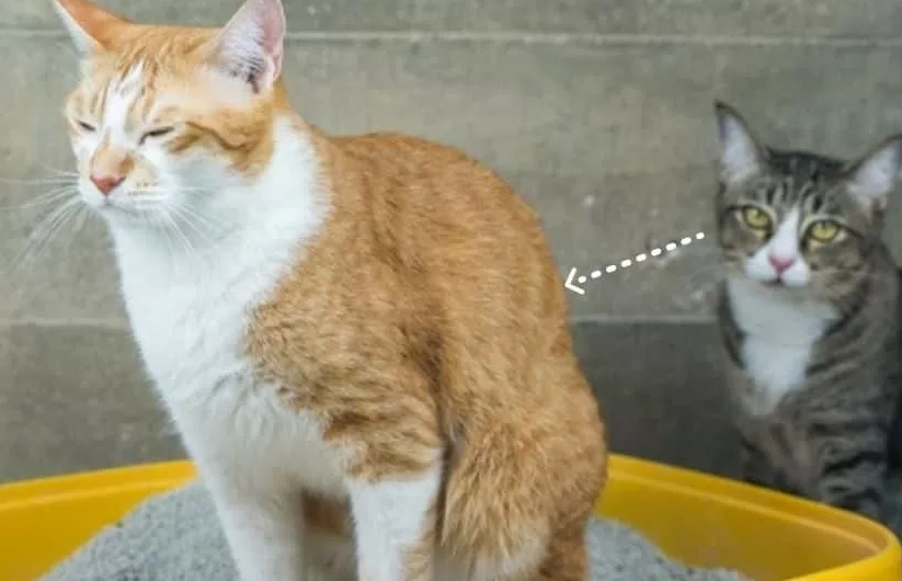 貓咪膀胱炎治療