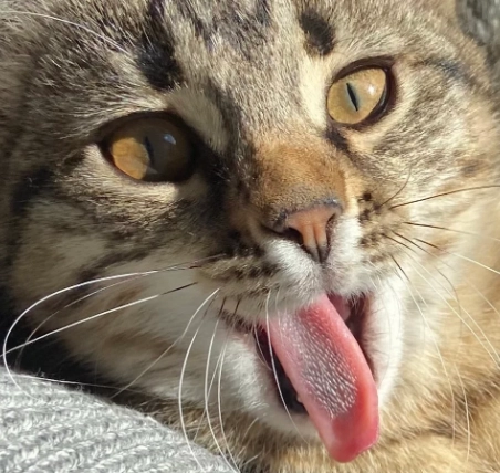 猫吐舌头睡觉 猫吐舌头睡觉