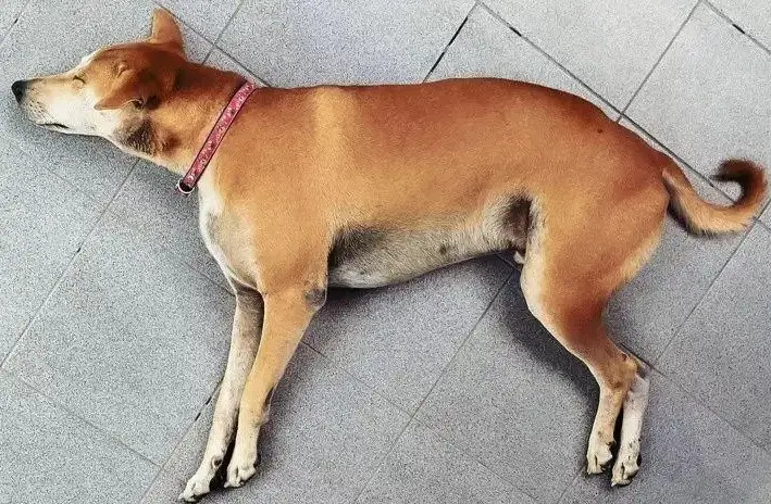 狗狗去世後拍照