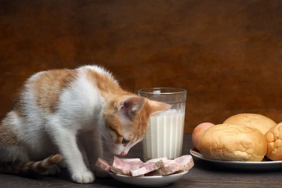 貓咪一天吃多少