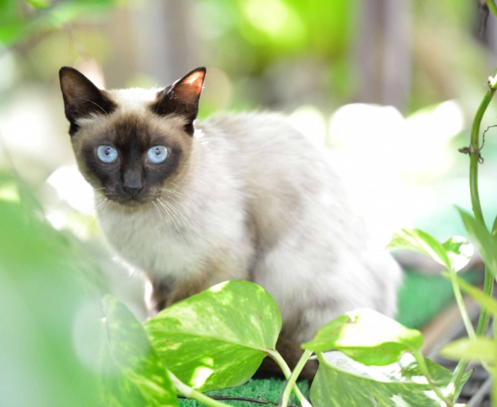 暹羅貓毛色變化