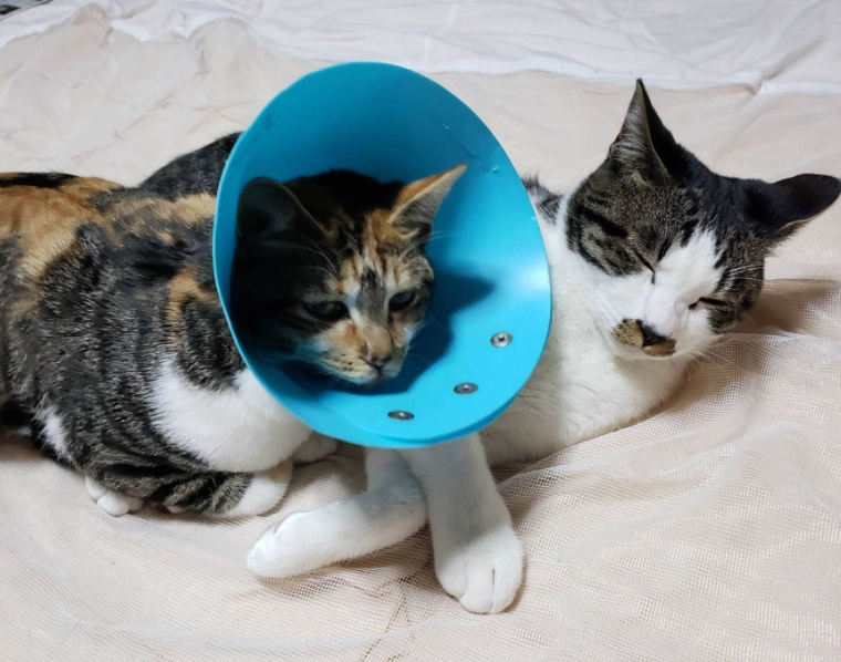 結紮傷口結痂 結紮傷口結痂