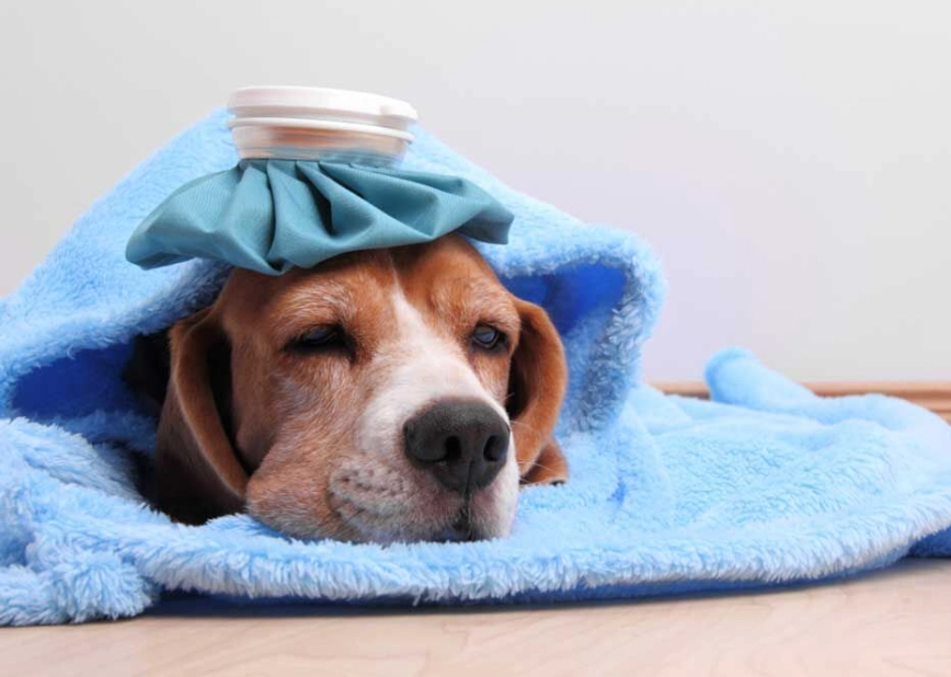 狗發燒怎麼辦 狗發燒怎麼辦