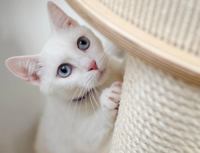 貓咪膀胱炎治療