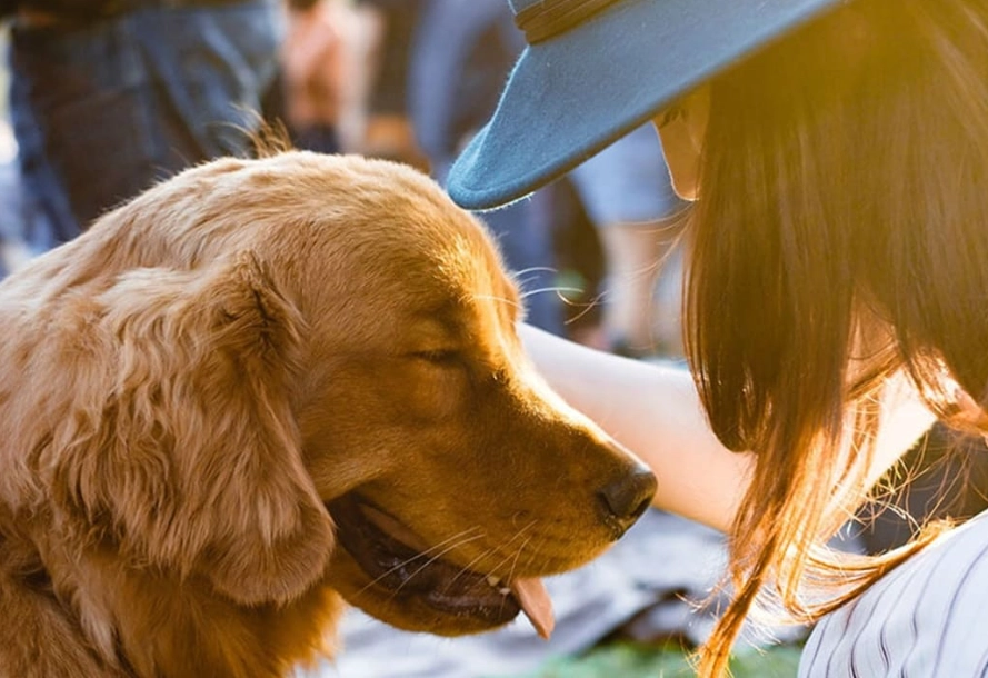 狗狗去世後拍照