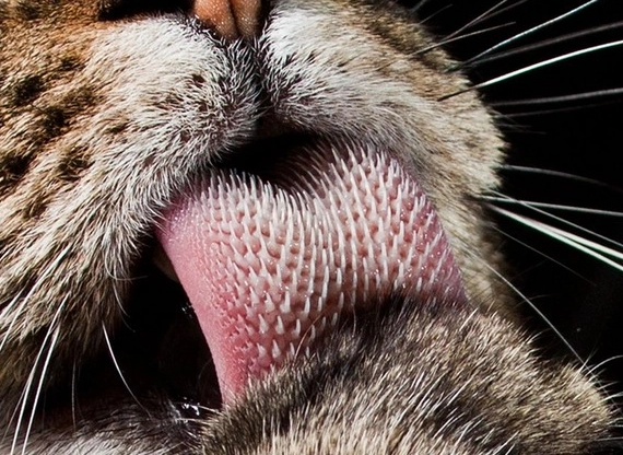 猫舌头收不回去原因 猫舌头收不回去原因