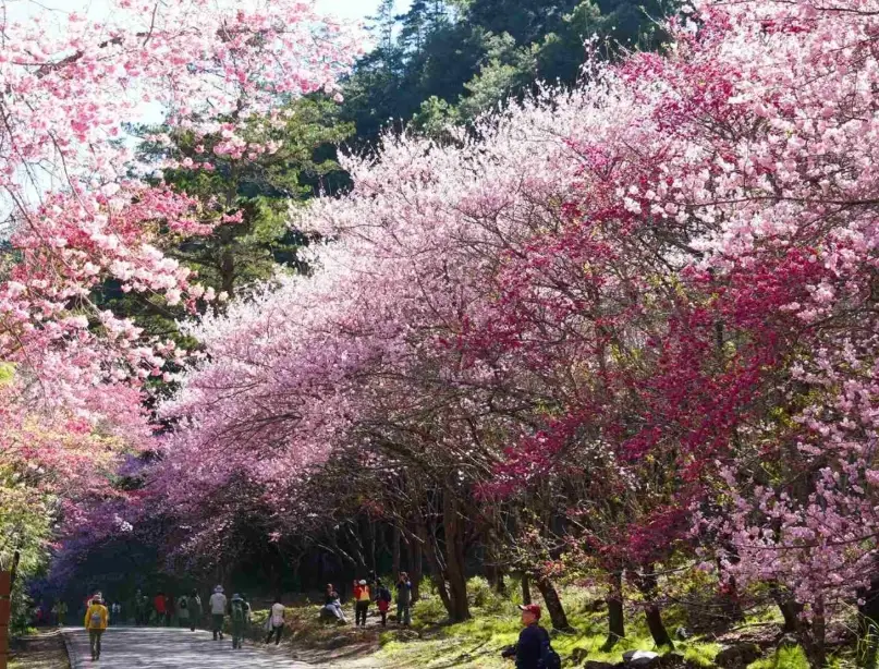 武陵農場賞櫻 武陵農場賞櫻