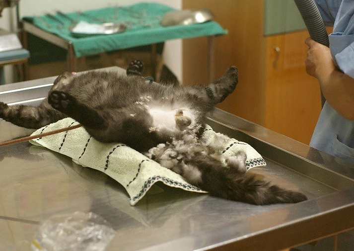 結紮傷口結痂 結紮傷口結痂