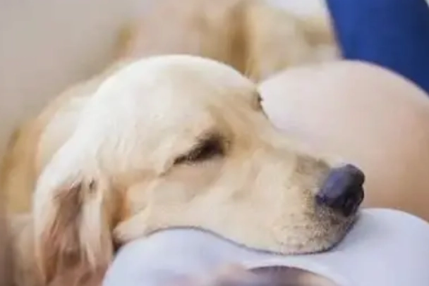 狗狗過世可以拍照嗎