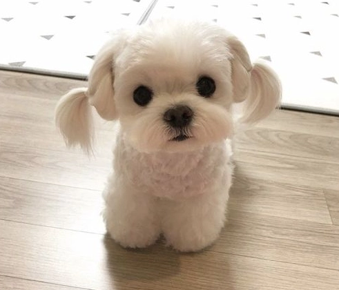 马尔济斯饲养方法