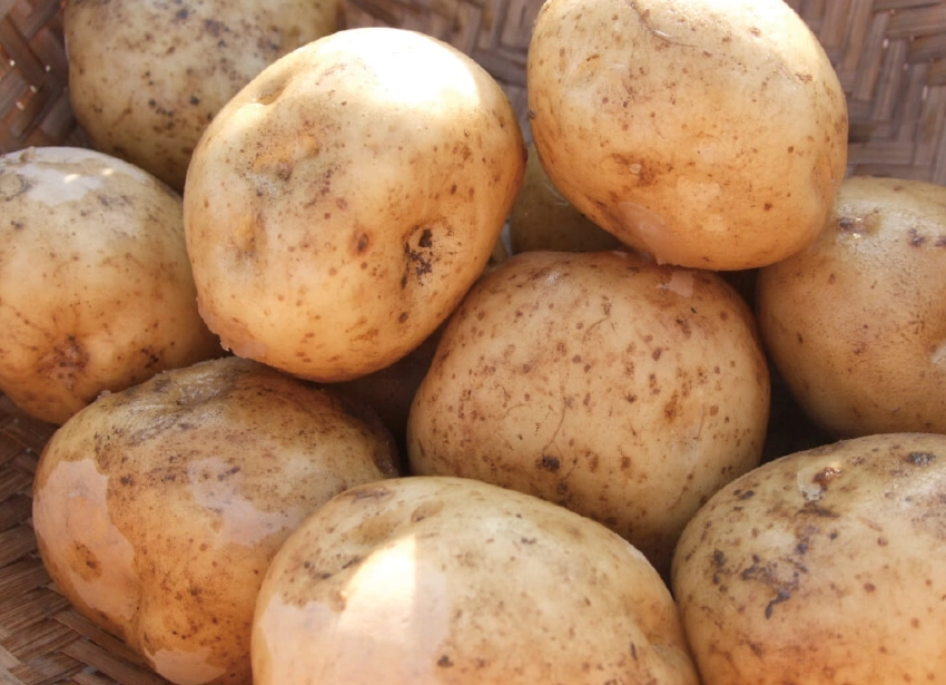 馬鈴薯品種口感全攻略：從鬆軟到Q彈，挑對品種讓家常菜升級！