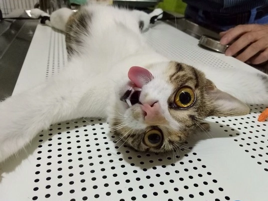 貓咪結紮後照顧 貓咪結紮後照顧