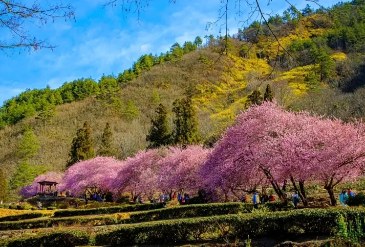 武陵農場賞櫻 武陵農場賞櫻