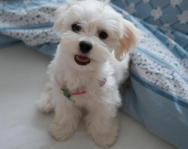 马尔济斯好养吗