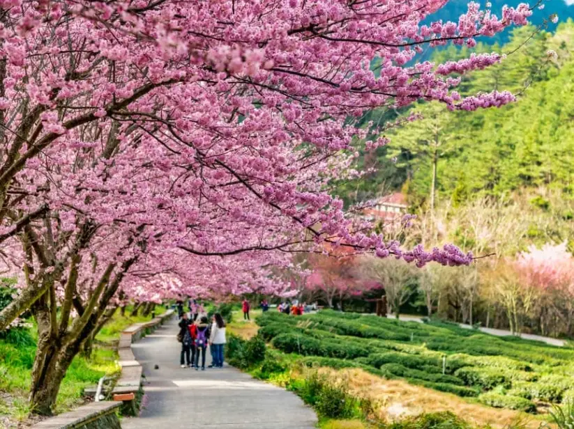 武陵農場櫻花 武陵農場櫻花