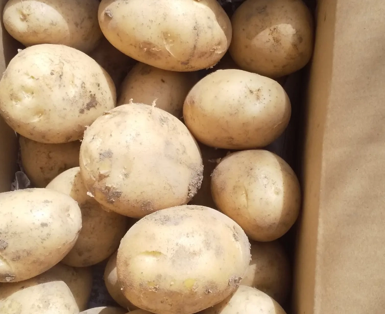 馬鈴薯料理 馬鈴薯料理