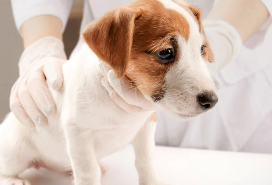 狗發燒怎麼辦 狗發燒怎麼辦