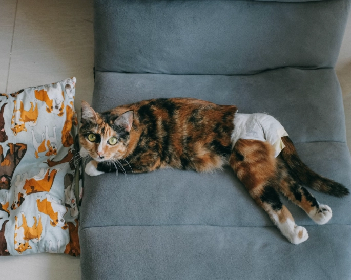 结扎后猫咪忧郁