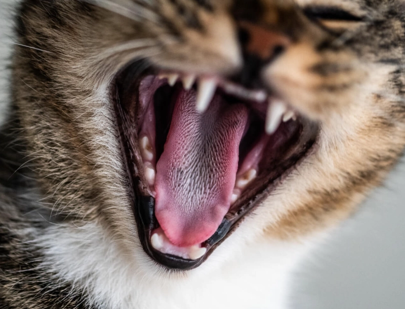 猫咪吐舌头 猫咪吐舌头