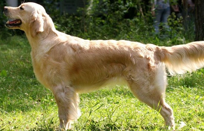 黃金獵犬顏色 黃金獵犬顏色