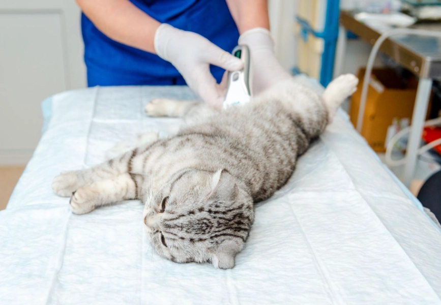 公貓結紮傷口護理 公貓結紮傷口護理