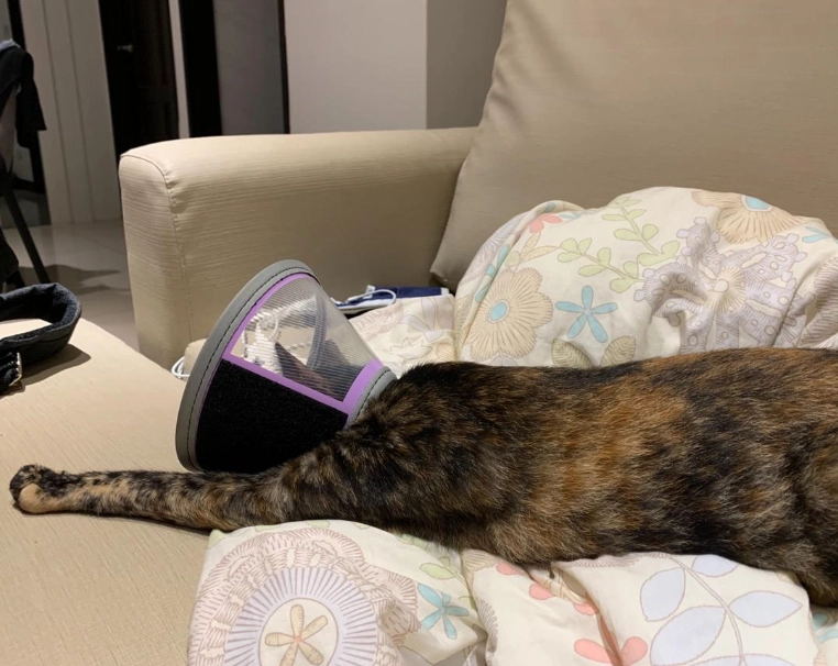 结扎后猫咪忧郁