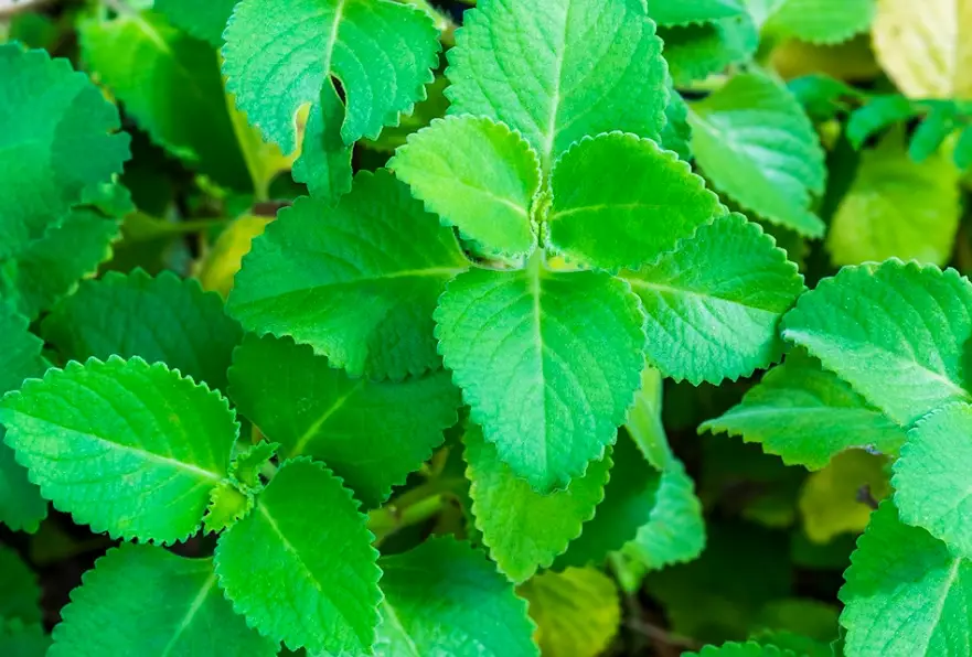 左手香煮水功效