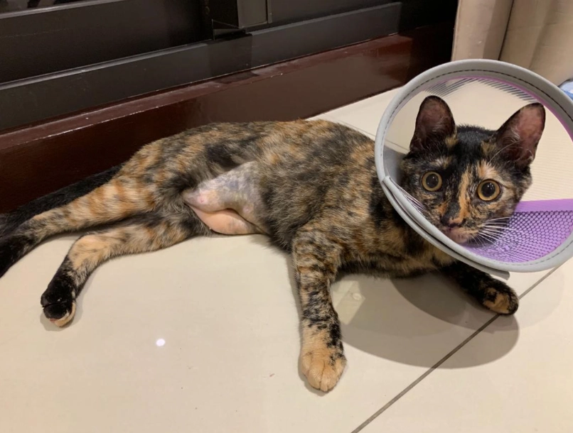 貓結紮後變兇怎麼辦