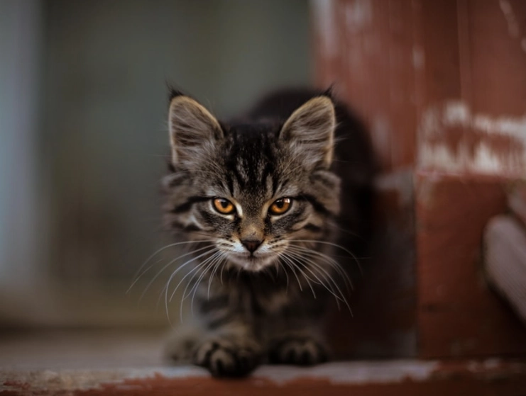 貓瘟治療 貓瘟治療