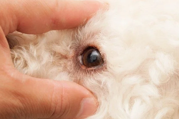 狗眼睛視網膜手術費用 狗眼睛視網膜手術費用