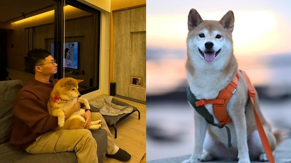 狗狗視網膜剝離症狀 狗狗視網膜剝離症狀