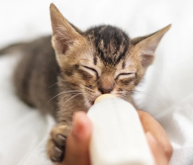 貓大便健康圖鑑 貓大便健康圖鑑