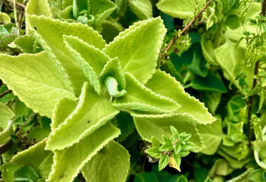 天然止咳方法 天然止咳方法