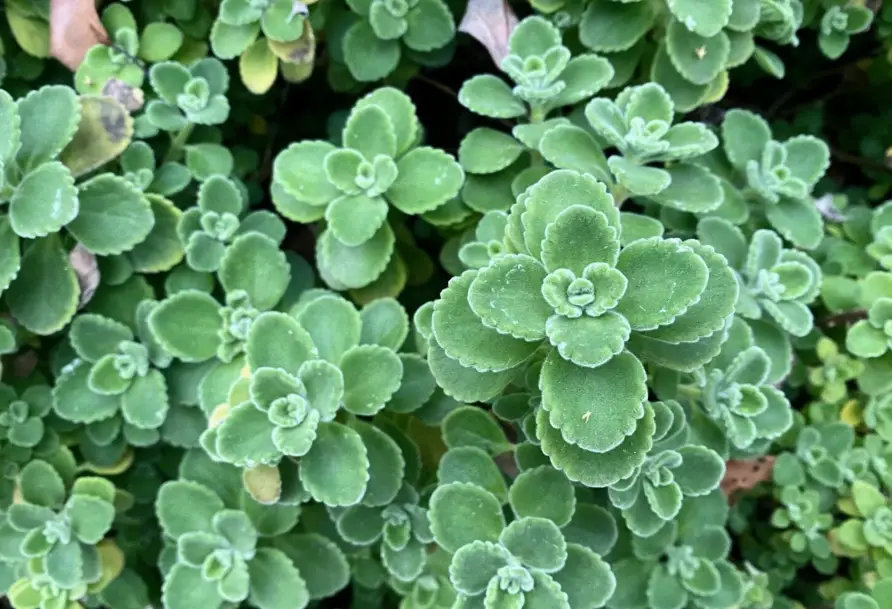 左手香煮水功效