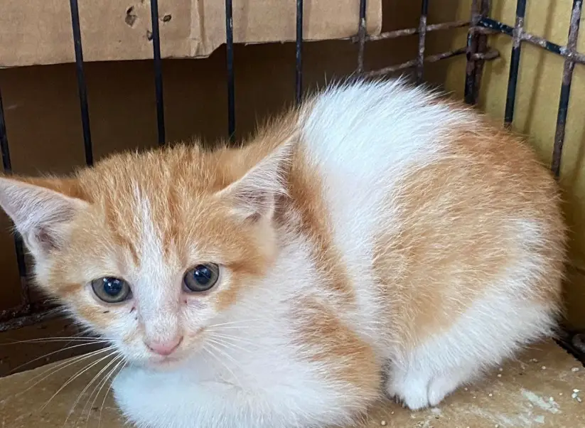 貓大便健康圖鑑 貓大便健康圖鑑