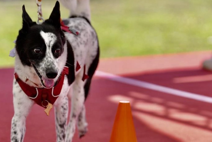 雨天遛狗去處 雨天遛狗去處