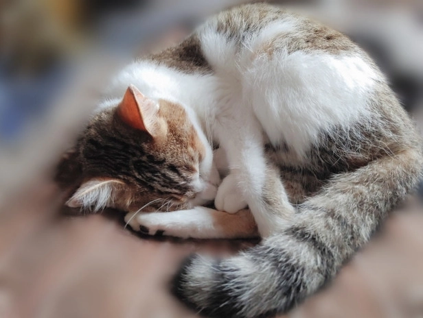貓咪睡覺習慣
