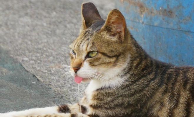 貓口腔疾病症狀 貓口腔疾病症狀